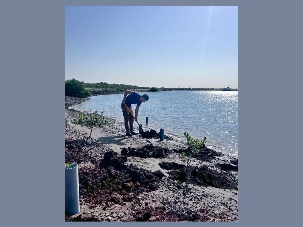 Sharjah's EPAA Plants 11,600 Mangrove Trees to Promote Environmental Sustainability