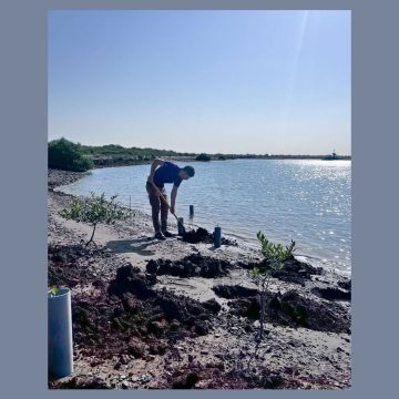 Sharjah's EPAA Plants 11,600 Mangrove Trees to Promote Environmental Sustainability