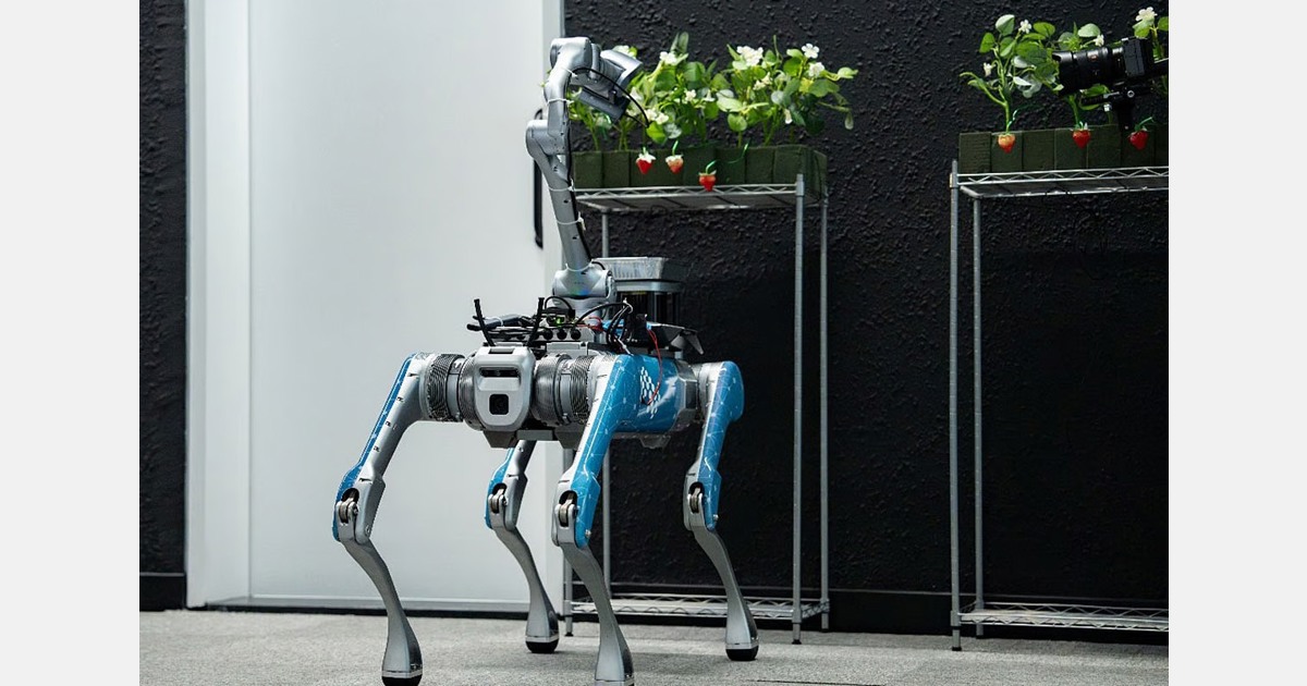 Abu Dhabi Develops AI Robot for Strawberry Harvesting