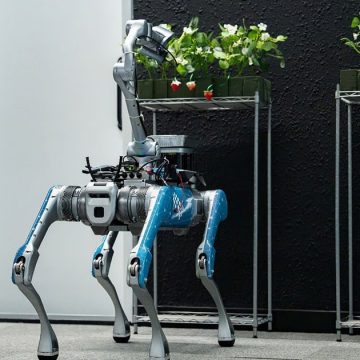 Abu Dhabi Develops AI Robot for Strawberry Harvesting