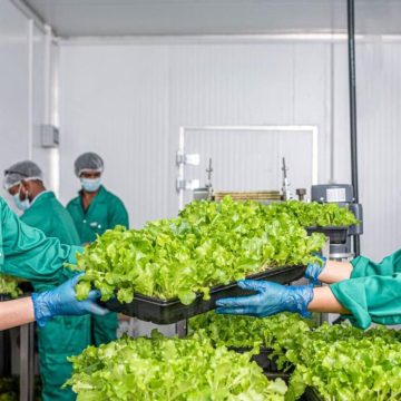 UNS Vertical Farms Leads Microgreens Revolution in the UAE