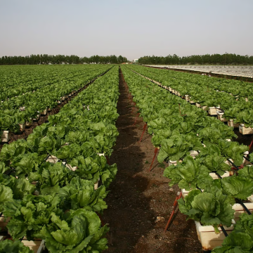 UAE Implements Vertical Farming to Reduce Crop Prices