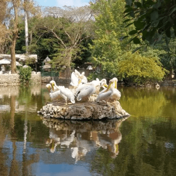 Giza Zoo and Orman Garden Set to Reopen in September 2025 After Major Renovation