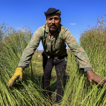 UAE and Egypt Positioned to Gain from Global Trade Shifts, Says Citigroup