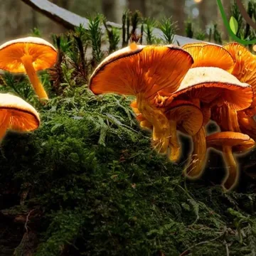 Dubai Launches the World’s First Centre for Fungi Survival at Terra Dubai Launches the World’s First Centre for Fungi Survival at Terra