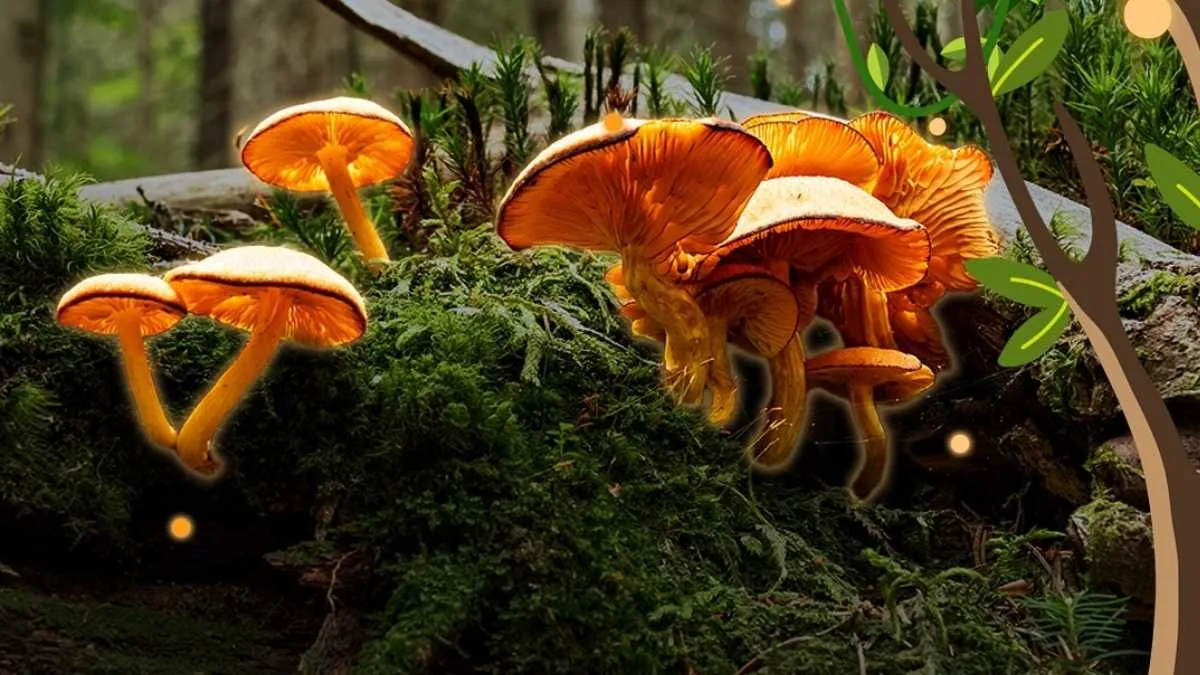 Dubai Launches the World’s First Centre for Fungi Survival at Terra