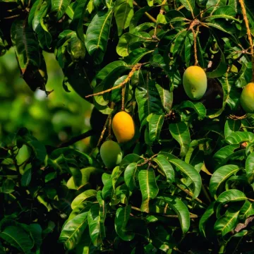 rajendra-biswal-BafVsMpoSF0-unsplash-1.jpg Andhra Pradesh and UAE Team Up for Food Processing Venture